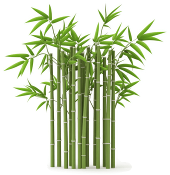 Lush bamboo stalks emerge from a dense cluster. png