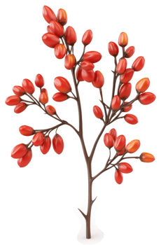 Branching cluster of vibrant red berries. png