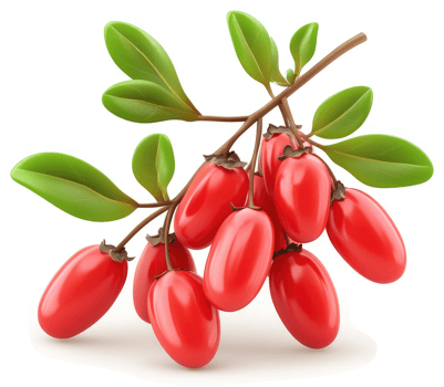 Vibrant cluster of goji berries on a branch. png