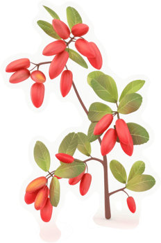 Vibrant branch of barberry berries and leaves. png