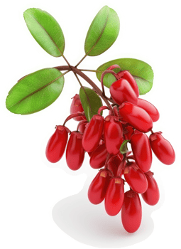 Cluster of vibrant, glossy red berries on a branch. png