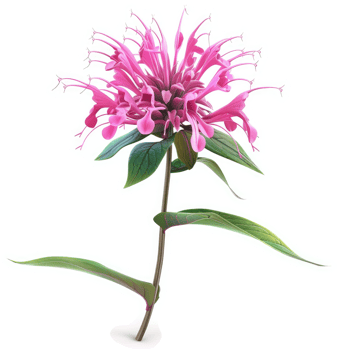 Vibrant pink flower with delicate, radiating petals. png