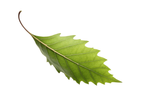vibrant green leaf with serrated edge, showcasing its natural beauty and intricate texture, perfect for nature themed designs png