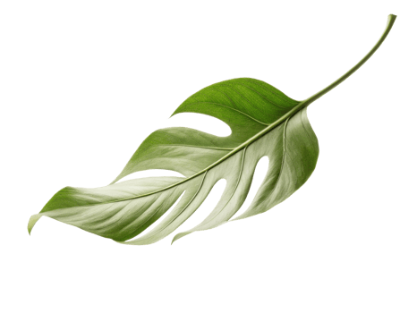 vibrant green monstera leaf with unique cutouts, showcasing its natural beauty and elegance, perfect for botanical themes png