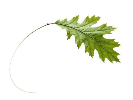 vibrant green oak leaf with distinct shape and texture, showcasing its natural beauty and intricate details png