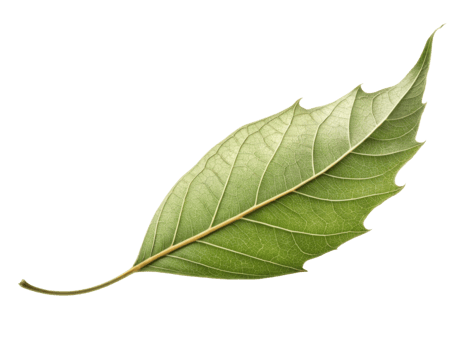 vibrant green leaf with smooth texture and prominent veins, showcasing its natural beauty and intricate details png