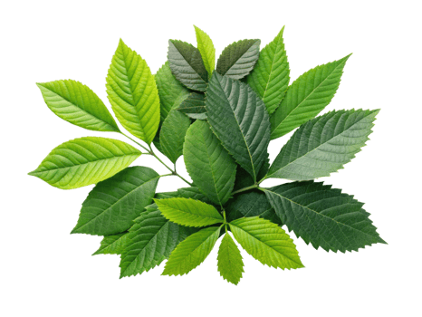 vibrant collection of green leaves showcasing various shapes and textures, perfect for nature themed designs png