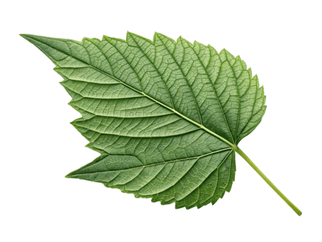 detailed green leaf with textured surface, showcasing its natural beauty and intricate veins. Perfect for nature themed designs png