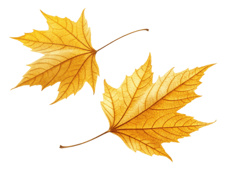Two vibrant yellow maple leaves with intricate veins, showcasing beauty of autumn png