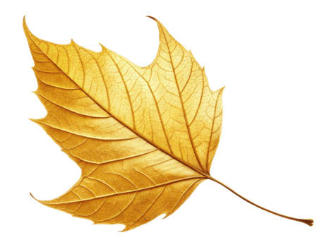 vibrant golden maple leaf showcasing intricate veins and textures, symbolizing beauty of autumn png