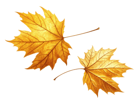 Golden autumn leaves with intricate veins and textures, symbolizing beauty of fall png