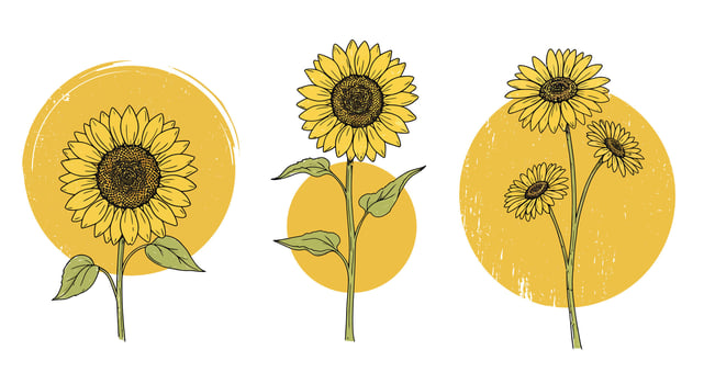 Three detailed sunflowers with leaves against yellow circular textured backgrounds in flat botanical art vector