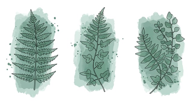 Detailed botanical fern leaves with watercolor style background in minimalistic flat design illustration vector