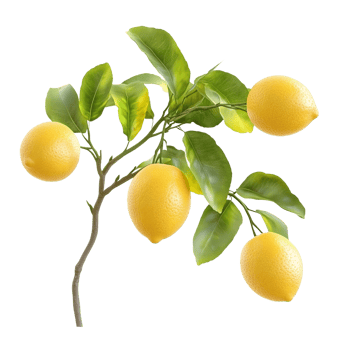 Vibrant Lemon Tree Branch with Ripe Yellow Fruits on Transparent Background png
