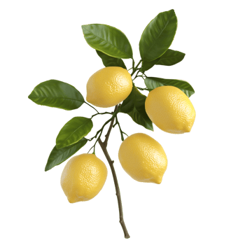Lemon Branch with Leaves Isolated on Transparent Background, Ripe Yellow Citrus png