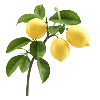 Lemons with Green Leaf Transparent Background, Citrus Branch Illustration, Fresh Fruit png