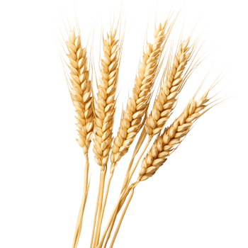Golden Wheat Stalks Isolated on Transparent Background, Grains, Harvest Time png