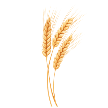 Wheat Stalks Bunch With Golden Color and Transparent Background Design png