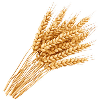 Bunch of Golden Wheat Stalks Design on Transparent Background png