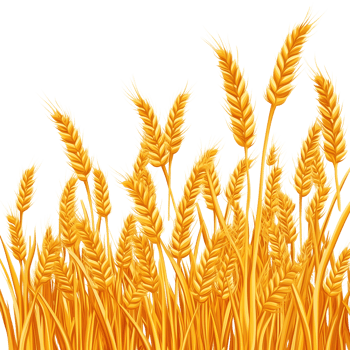 Golden Wheat Field on Transparent Background, Harvest Season Design png