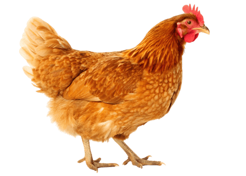 Isolated brown hen standing on a transparent background in a studio shot for stock photography use png