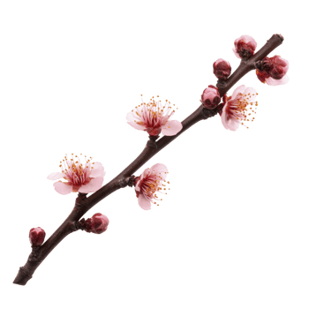 A delicate branch of pink cherry blossoms with buds, showcasing beauty of springtime. flowers are in various stages of bloom, highlighting nature vibrant renewal png