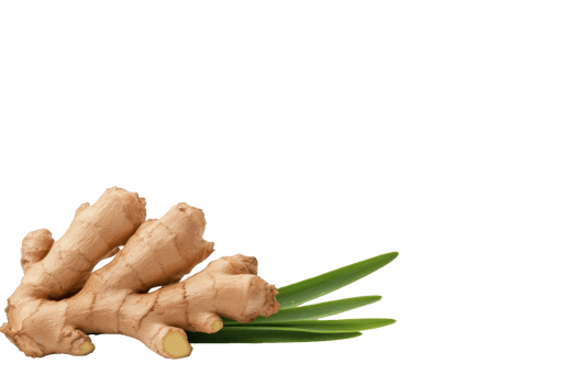 A fresh ginger root with green leaves is displayed transparency background, showcasing its natural texture and vibrant color. ginger earthy tones contrast with bright green leaves, creating lively png