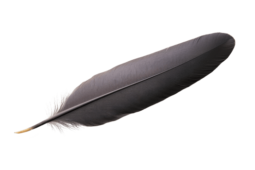 A single black feather with smooth texture and delicate barbs, isolated on transparency background, evokes sense of elegance and simplicity png