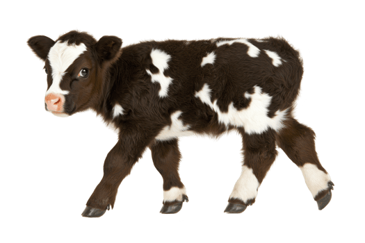 A cute, young calf with black and white spotted coat stands on transparency background, showcasing its small size and gentle expression png