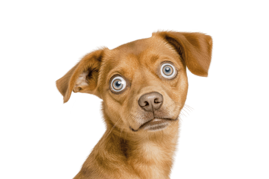 A cute brown dog with striking blue eyes looks curiously at camera, its head slightly tilted. dog expression is both endearing and inquisitive, capturing moment of playful curiosity png