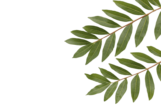 A Green leaves with glossy texture are arranged symmetrical pattern against transparency background, creating natural and fresh appearance. leaves are elongated and pointed, showcasing their vibrant png
