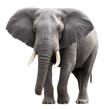 Majestic elephant standing proudly in its natural habitat showcasing strength and serenity in the wild during daylight png