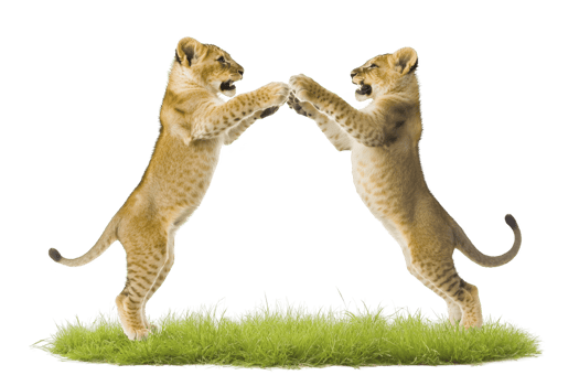 A Two playful lion cubs standing on hind legs, facing each other on patch of green grass, showcasing their youthful energy and curiosity png