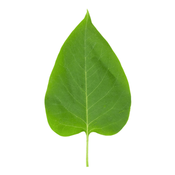 lilac leaf isolated png