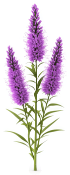 Showy purple flower cluster with green stems and leaves png