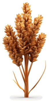 Golden wheat ears cluster displays rich grains. png
