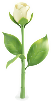 A stylized, cream-colored rosebud with vibrant green leaves. png
