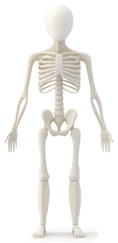 Human skeletal structure, front view. png