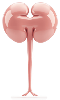 Illustration of a pair of human kidneys. png