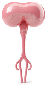 Pink, stylized representation of a kidney and ureter. png