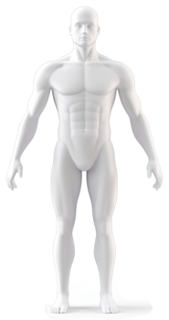 Full-body anatomical model of a male figure. png