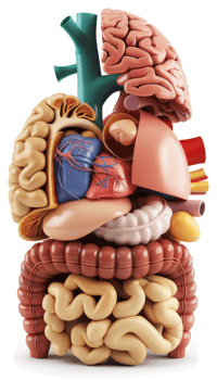 Human internal organs, displayed in a 3D anatomical model. png
