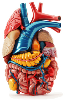 Thoracic cavity organs, a 3D anatomical model. png