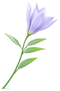 Delicate lavender flower with slender stem and leaves. png
