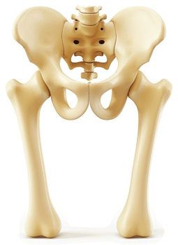 Human Pelvis and Femur Bones, anatomical representation. png