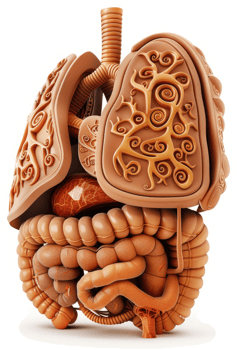 Ornate anatomical representation of the human respiratory and digestive systems. png