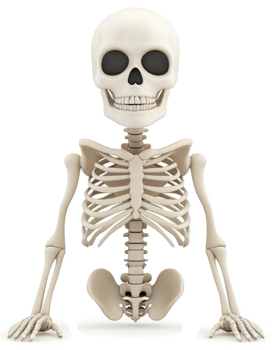 3d rendering of a human skeleton in anatomical position. png