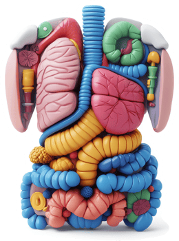 Colorful anatomical representation of the human torso's internal organs. png