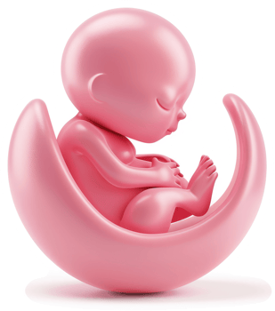 Pink fetus nestled within a crescent-shaped womb. png
