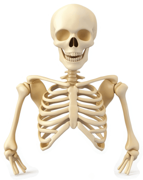Human skeletal structure, upper torso and arms, displayed. png